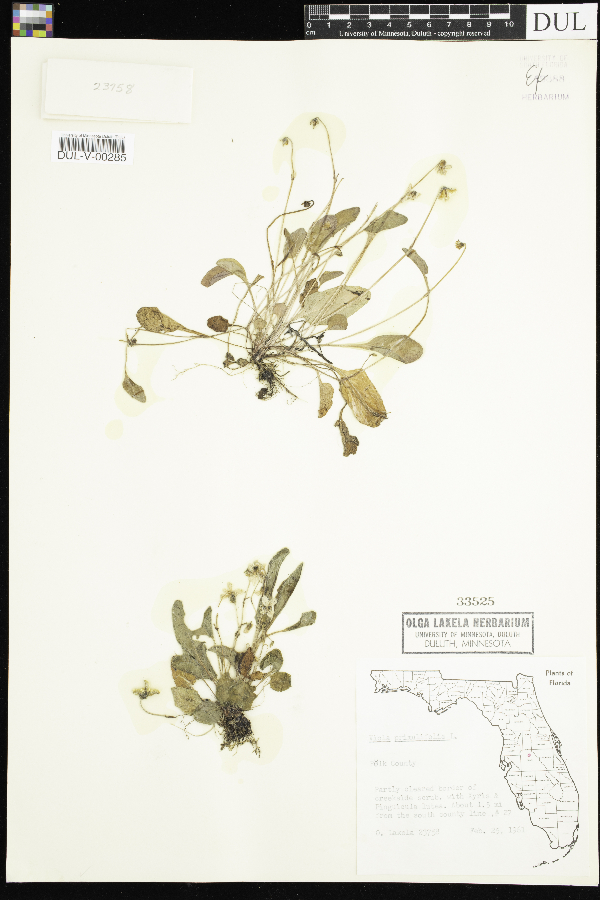 Viola primulifolia image