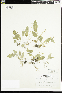 Viola primulifolia image