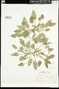 Viola vallicola image