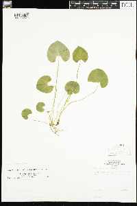Viola renifolia image