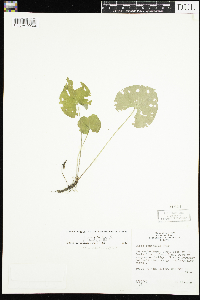 Viola renifolia image