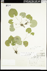 Viola renifolia image