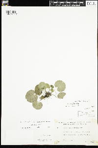 Viola renifolia image