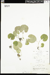 Viola renifolia image