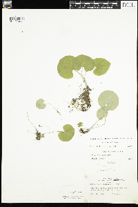 Viola renifolia image
