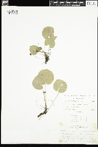 Viola renifolia image