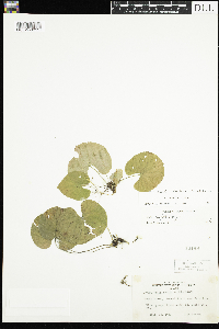 Viola renifolia image