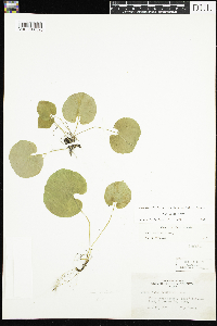 Viola renifolia image