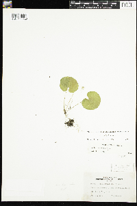 Viola renifolia image