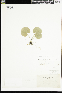 Viola renifolia image
