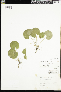 Viola renifolia image