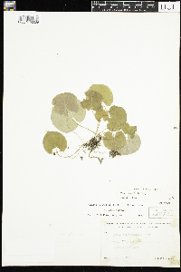Viola renifolia image