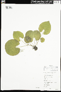 Viola renifolia image