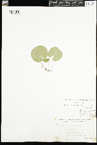 Viola renifolia image