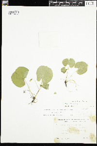 Thumbnail image of current specimen