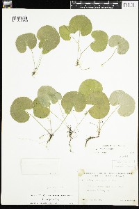 Viola renifolia image