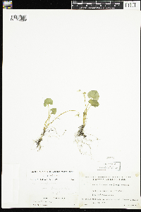 Viola renifolia image