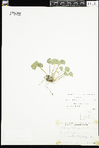 Viola renifolia image