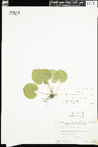 Viola renifolia image