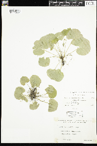 Viola renifolia image
