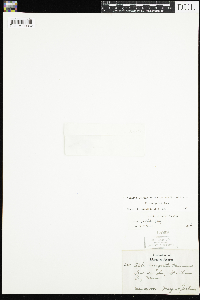 Viola renifolia image