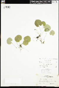 Viola renifolia image