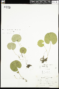 Viola renifolia image