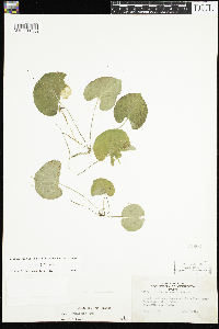 Viola renifolia image