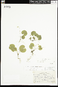 Viola renifolia image