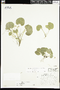 Viola renifolia image