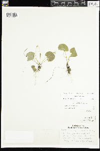 Viola renifolia image