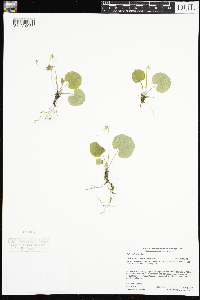 Viola renifolia image