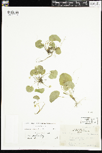 Viola renifolia image