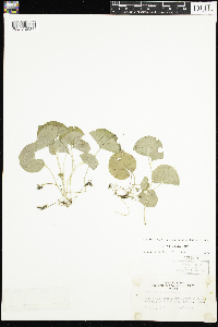 Viola renifolia image
