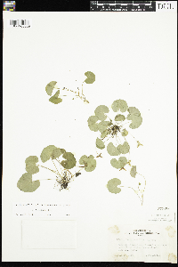 Viola renifolia image