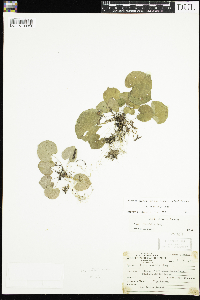 Viola renifolia image
