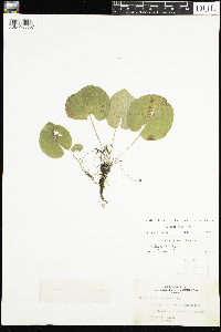 Viola renifolia image
