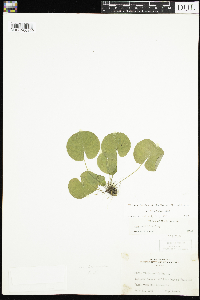 Viola renifolia image