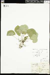 Viola renifolia image