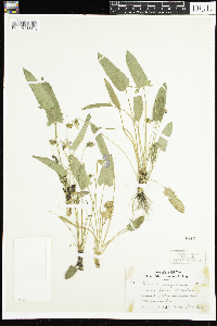 Viola sagittata image