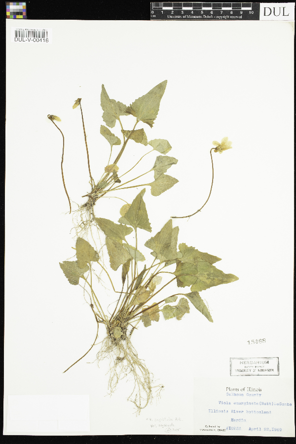 Viola emarginata image