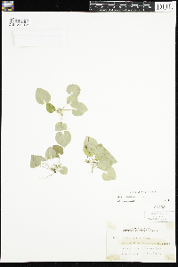 Viola selkirkii image