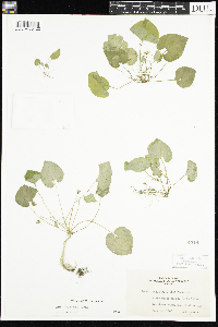Viola selkirkii image