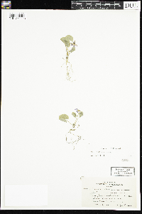 Viola selkirkii image
