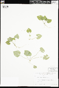 Viola selkirkii image