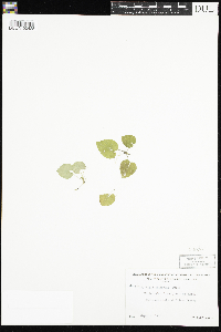 Viola selkirkii image