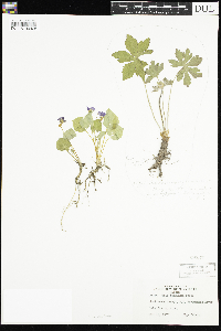 Viola selkirkii image