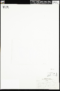 Viola selkirkii image