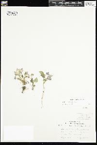 Viola selkirkii image