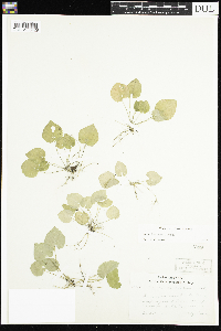 Viola selkirkii image